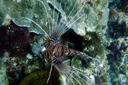 lion fish